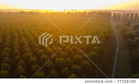 Aerial view of tree plantation, Emilia Romagna. Italy Aerial view of tree plantation, Emilia Romagna. Italy 77288180