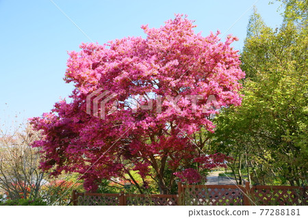 Akabanatokiwamansaku flower 77288181