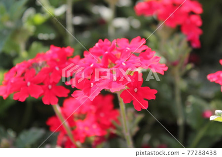 紅櫻草 77288438