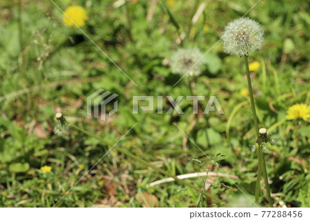 蒲公英和絨毛 77288456