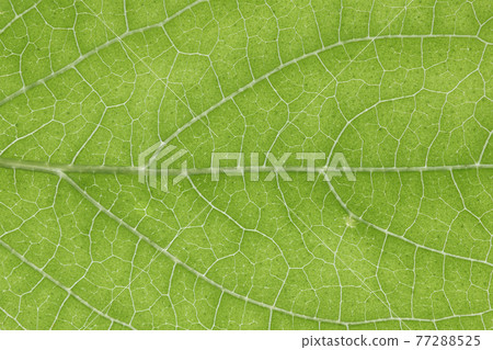 Fuzzy deutzia（圓葉天空樹）的葉脈 77288525