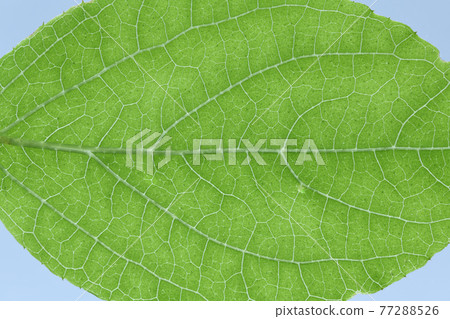 Fuzzy deutzia（圓葉天空樹）的葉脈 77288526