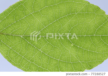 Fuzzy deutzia（圓葉天空樹）的葉脈 77288527