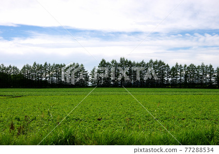 北海道的防風林傳統 77288534