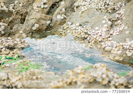 海灘貝殼、水和藻類 海灘貝殼、水和藻類 77288654