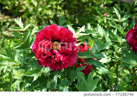 Peony flowers blooming in Tsukuba Peony Garden, Ibaraki Prefecture Peony flowers blooming in Tsukuba Peony Garden, Ibaraki Prefecture 77288746