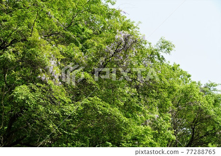 茨城縣佐倉川市筑波山六，在神索峠上自然生長的野紫藤花景觀 77288765