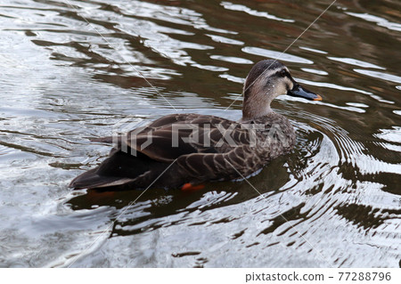 A spot-billed duck swimming in a pond with water drops on its face 77288796
