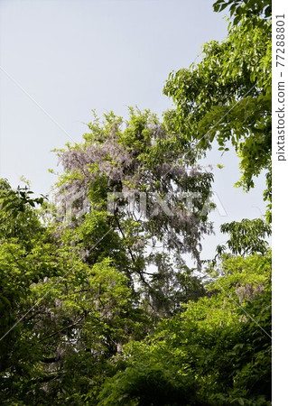 茨城縣佐倉川市筑波山六,在神索峠上自然生長的野紫藤花景觀 茨城縣佐倉川市筑波山六,在神索峠上自然生長的野紫藤花景觀 77288801