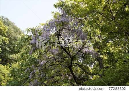 茨城縣佐倉川市筑波山六，在神索峠上自然生長的野紫藤花景觀 77288802