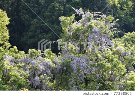 茨城縣佐倉川市筑波山六，在神索峠上自然生長的野紫藤花景觀 77288805