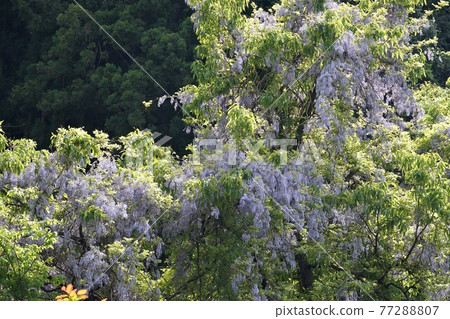 茨城縣佐倉川市筑波山六，在神索峠上自然生長的野紫藤花景觀 77288807