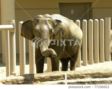 亞洲大象 77288922