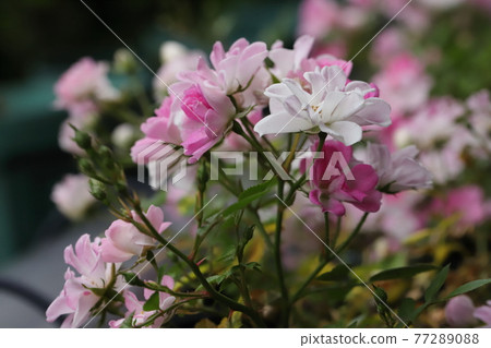 Garden gardening mini rose Yamezu Hime Garden gardening mini rose Yamezu Hime 77289088