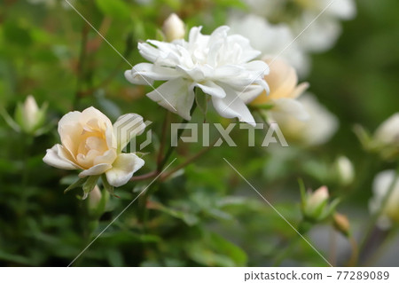 Garden gardening mini rose Yamezu Hime Garden gardening mini rose Yamezu Hime 77289089