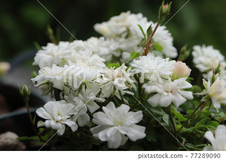 Garden gardening mini rose Yamezu Hime Garden gardening mini rose Yamezu Hime 77289090