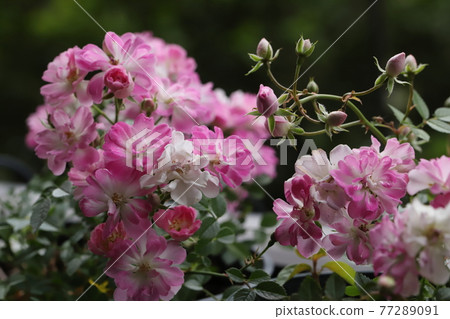 Garden gardening mini rose Yamezu Hime Garden gardening mini rose Yamezu Hime 77289091