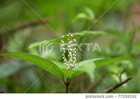 Chloranthus serrata (Futari Shizuka) 的花 77289102