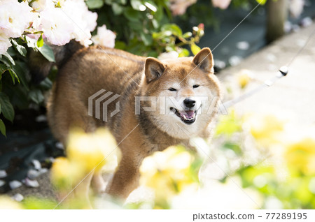 Shiba Inu portrait rose garden looking at the camera 77289195