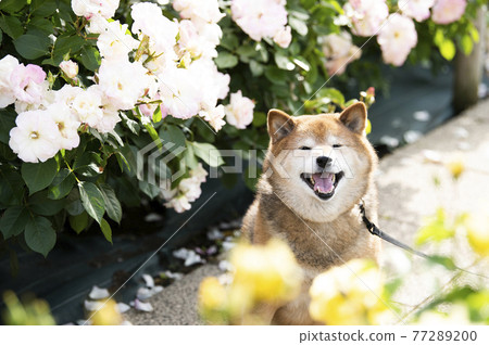 Shiba Inu portrait rose garden looking at the camera 77289200