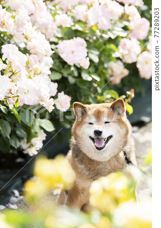 Shiba Inu Portrait Rose Garden Shiba Inu Portrait Rose Garden 77289203