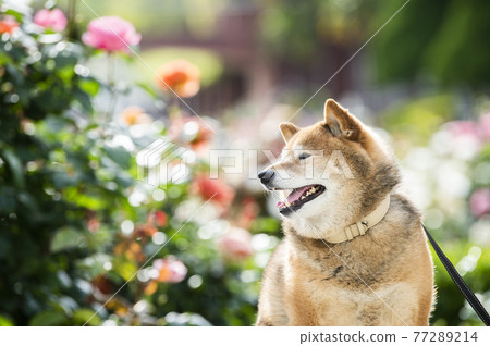 Shiba Inu Portrait Rose Garden 77289214