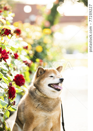 Shiba Inu Portrait Rose Garden 77289227