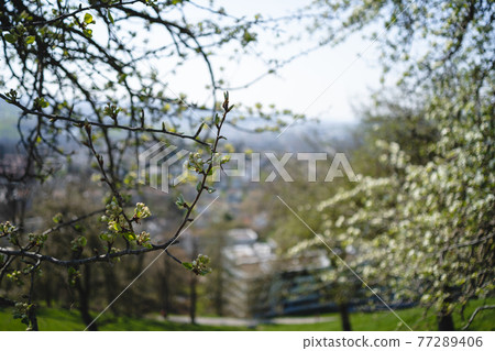 Sprouting buds on old trees in spring - everything begins to bloom 77289406