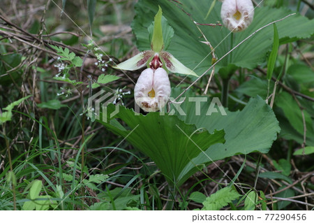 Cypripedium japonicum, an endangered species that blooms quietly Cypripedium japonicum, an endangered species that blooms quietly 77290456