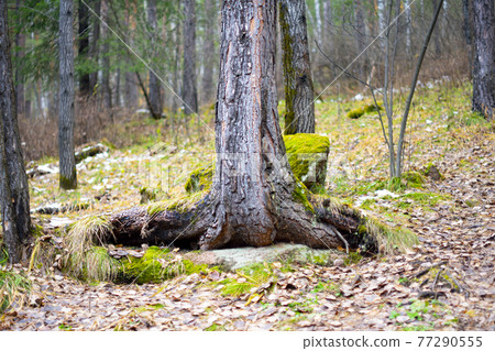 Pine tree growing in the autumn forest. 77290555