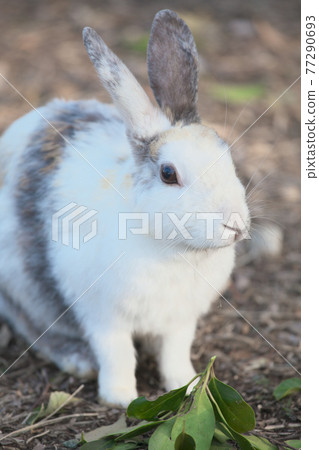 可愛的兔子 77290693