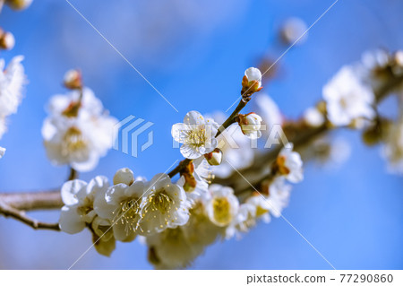 梅花白梅 77290860