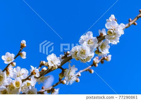 梅花白梅 77290861