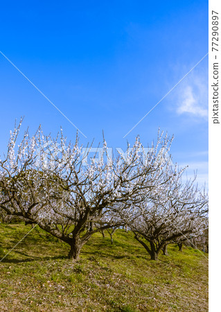 Plum blossom white plum 77290897