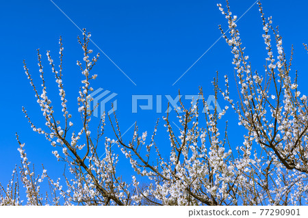 Plum blossom white plum 77290901