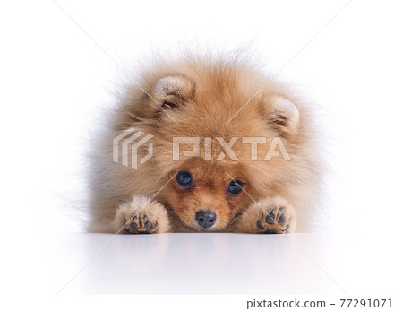 portrait of pomeranian spitz puppy portrait of pomeranian spitz puppy 77291071