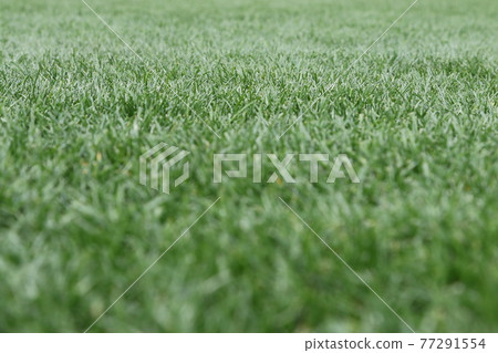 Well-maintained lush natural grass Well-maintained lush natural grass 77291554