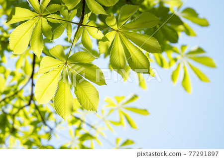 新綠色和藍天拷貝空間 77291897