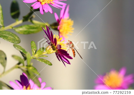 蜜蜂和鮮花 蜜蜂和鮮花 77292159