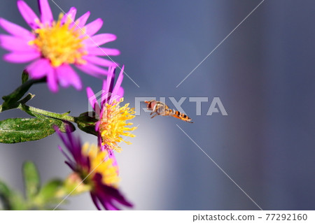 蜜蜂和鮮花 蜜蜂和鮮花 77292160
