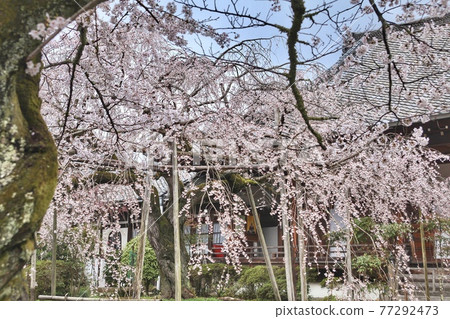 京都毗沙門道的櫻花 京都毗沙門道的櫻花 77292473