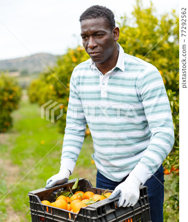 African-American farmer with box of mandarins 77292562