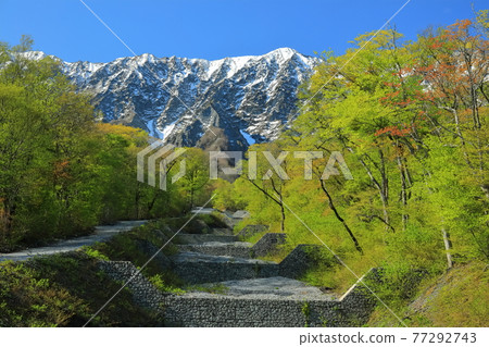 [Tottori Prefecture] Snow-capped Daisen and fresh green as seen from Sannosawa 77292743