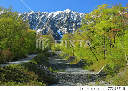 [Tottori Prefecture] Snow-capped Daisen and fresh green as seen from Sannosawa 77292746