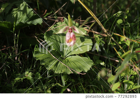 Cypripedium japonicum, an endangered species that blooms quietly 77292893