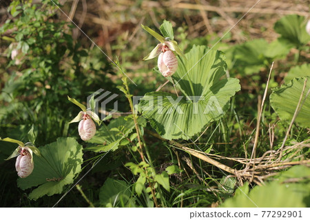 Cypripedium japonicum, an endangered species that blooms quietly 77292901