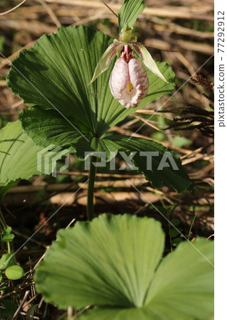 Cypripedium japonicum, an endangered species that blooms quietly Cypripedium japonicum, an endangered species that blooms quietly 77292912