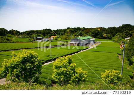 Tea plantation, Kikugawa, Shizuoka Prefecture Tea plantation, Kikugawa, Shizuoka Prefecture 77293219