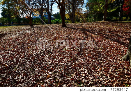 Fallen leaves in late autumn 77293447