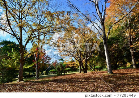 Deciduous trees and deciduous leaves in late autumn 77293449
